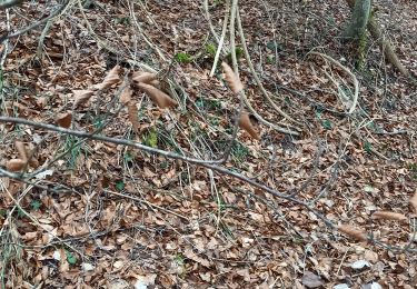 Randonnée Marche Souligny - Souligny 15,4km nouveau le 21.03.2023 - Photo