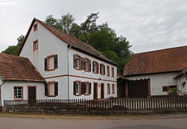 Tocht Te voet Bobenthal - Hasenkopf-Runde - Photo