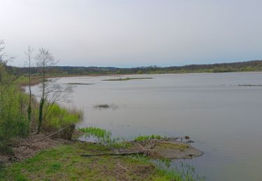 Trail Walking Chimay - tour du lac de virelle - Photo