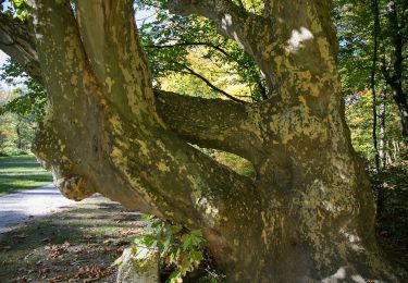 Randonnée A pied Gemeinde Seebenstein - Scheiblingkirchen: Naturparkrunde - Photo