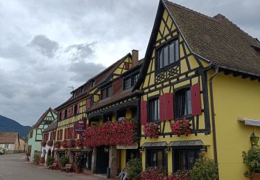 Tocht Elektrische fiets Sélestat - Vignoble  - Photo