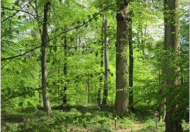 Trail Electric bike Pont-Sainte-Maxence - balade en halatte circuit 4 - Photo