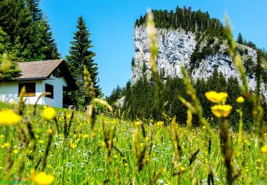 Excursión A pie Stadt Hohenems - Schuttannen-Boxberg (schwer) - Photo