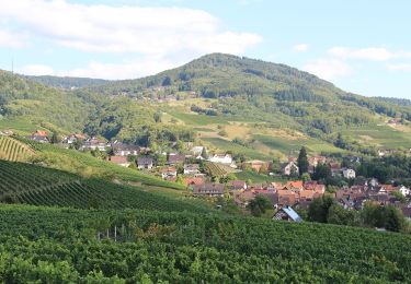 Percorso A piedi Sasbachwalden - Alde Gott Panoramarunde - Photo