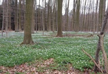 Trail Walking Braine-l’Alleud - rando Françoise 2023.04.14 - Photo