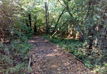 Randonnée A pied West Suffolk - Bradfield Woods Blue Route - Photo