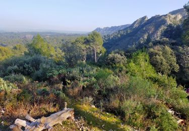 Excursión Senderismo Saint-Rémy-de-Provence - St Rémy  plateau de Caume - Photo