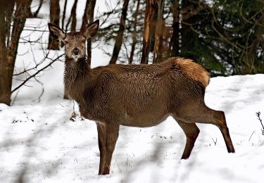 Tocht Te voet San Vito di Cadore - P.te del Moro Frates Mondeval Giau - Photo