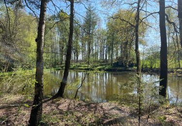 Randonnée Marche Anderlues - BE-Anderlues - Le Bois du Baron - Tour des Etangs - Photo