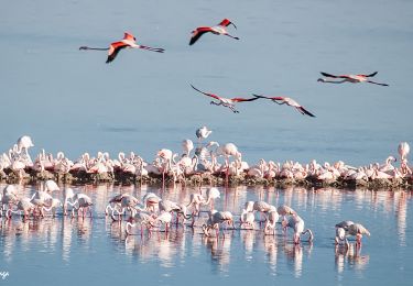 Tour Moto-Cross Nerja - Flamands roses - Photo