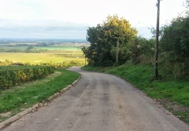 Tour Zu Fuß Puligny-Montrachet - Ballade en Montrachet - Photo