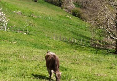 Tour Wandern Vaugneray - les aduts - Photo