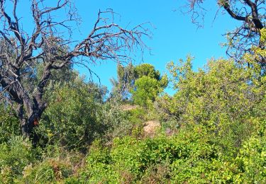 Trail Walking Clermont-l'Hérault - clermint lâherault, chateau de guilhem - Photo