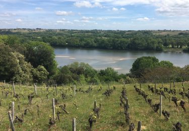 Tocht Stappen Le Cellier - Les sillons de Le Cellier -13,5 km - Photo