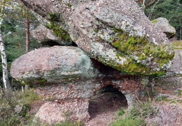 Tocht Stappen Celles-sur-Plaine - Bionville Rambiroche - Photo