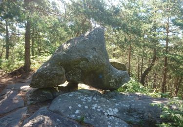 Tocht Stappen Fontainebleau - ca - Photo