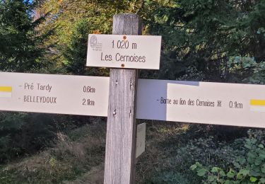 Tocht Stappen Échallon - prairie d'échallon belleydoux la borne aux lion des cernoises - Photo