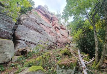 Percorso Marcia Saint-Nabor - rdpr mt st odile 211019 - Photo