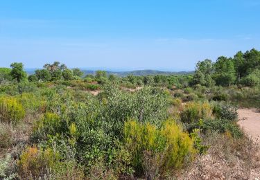 Tour Wandern Vidauban - Vidauban - la Nible - le Bois de Bouis - Photo