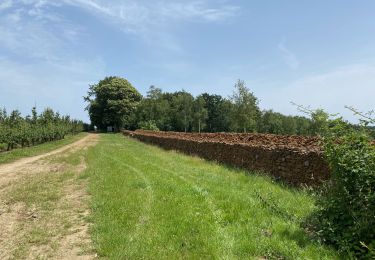 Tour Wandern Aarschot - S-GR Hageland: Aarschot - Kortrijk-Dutsel - Photo