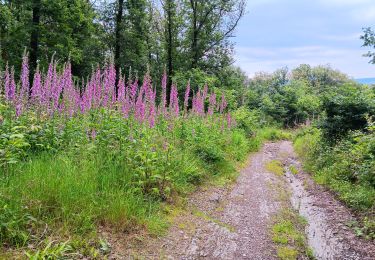 Trail Walking Aywaille - Le tour de septroux - Photo