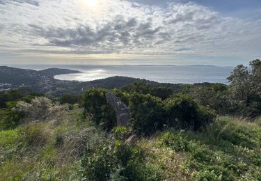 Trail Walking Le Lavandou - Les balcons de Cavalière  - Photo