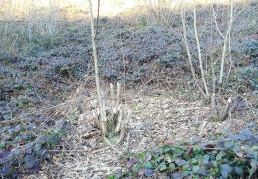 Trail Walking La Roche-en-Ardenne - herlinval - Photo