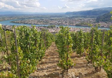 Trail Walking Crozes-Hermitage - Belvédére de Pierre Aiguilhe- Croze Hermitage - Photo