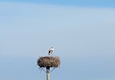 Randonnée Marche Vauvert - Scamandre - Photo