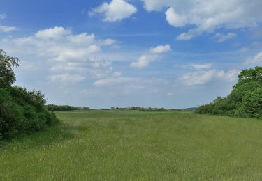 Tocht Te voet Bad Münstereifel - EifelSchleife Von Sternen und Römern - Photo