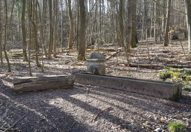Excursión Senderismo Saarbrücken - Urwald tour sarrebruck - Photo
