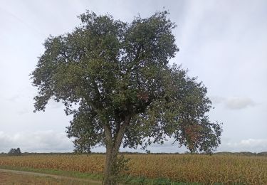 Randonnée Marche nordique Habscht - Septfontaines - Photo