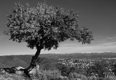 Tocht Stappen Roquebrune-sur-Argens - Roquebrune - ND des Dolmens - Les Avelans - Vallon de la Gaillarde - Photo