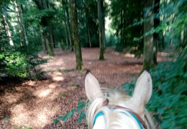 Trail Horseback riding Manhay - oster dochamps oster - Photo