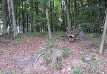 Percorso A piedi Dümmer - Dümmerhütte - Schossin - Photo