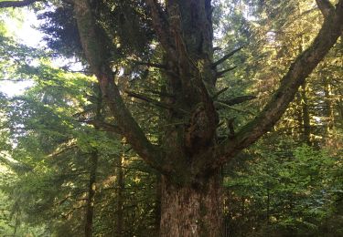 Randonnée Marche Thiéfosse - Randonnée Thiéfosse Le Soleil - Photo