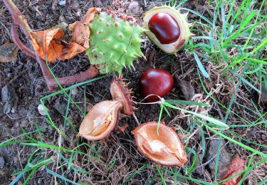 Percorso A piedi Altomünster - MVV Wanderweg Roter Punkt - Photo