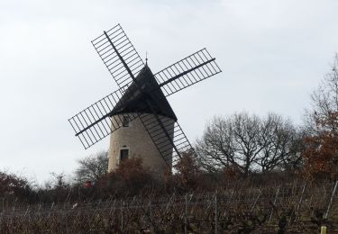 Tour Zu Fuß Cheilly-lès-Maranges -  V 2019 10&12/02 Cheilly les Maranges - Photo