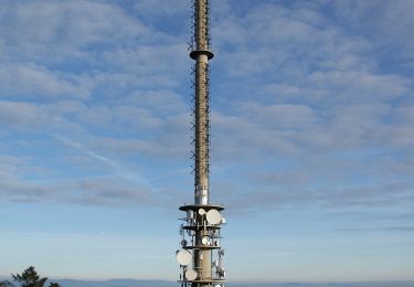 Tour Zu Fuß Schöfweg - Turmweg (Mitterdorf / Schöfweg ) - Photo