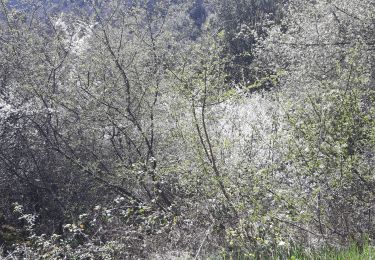 Trail Walking Mauves - Mauves  - Photo