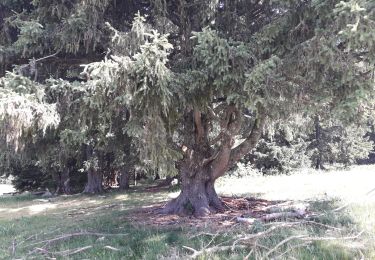 Tour Wandern Autrans-Méaudre en Vercors - 04 07 19 - Photo