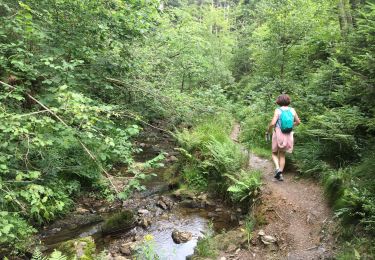 Tocht Stappen Waimes - Domaine des hautes fagnes  - Photo