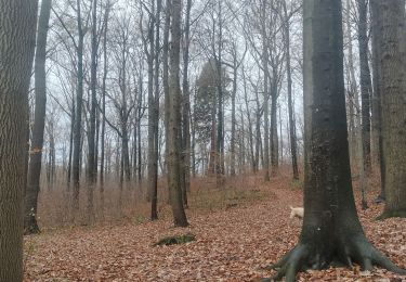 Tocht Stappen Wezet - Bois de la Julienne - Wixhoy - Photo