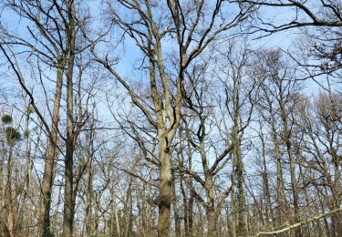 Randonnée Marche Yerres - Nid de frelon asiatique Forêt de la grange - Photo