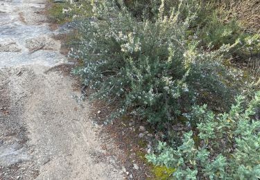 Excursión Senderismo Pourrières - Mt Olympe et le pas du Titet - Photo