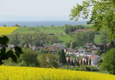 Percorso A piedi Groß-Umstadt - Rundwanderweg Groß-Umstadt 2: WeininselWanderWeg - Photo