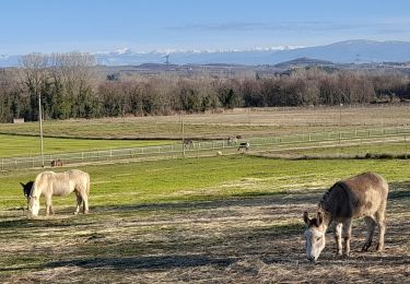 Trail Walking Chavannes - Etang du Mouchet - bois des Anes Chavannes - Photo