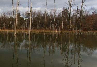 Tour Zu Fuß Dinslaken - Heidhofsee Rundweg A7 - Photo