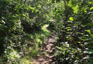 Tour Wandern Le Marin - La grande aventure, pointe borgnes, petite poterie et Anse figuier  - Photo