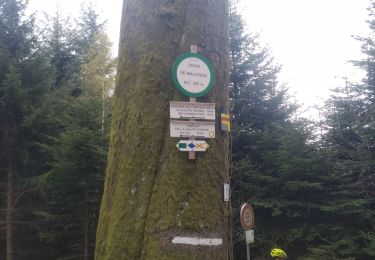 Randonnée V.T.T. Moyenmoutier - vtt moyenmoutier 14.04.19 - Photo